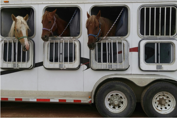 Pferdetransport Schweiz
